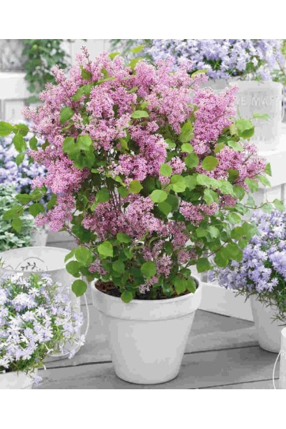 Бузок Флауерфеста Пінк  опис